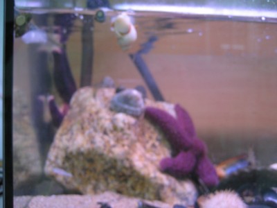 Pulsar para ver a imaxen orixinal