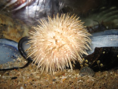 Pulsar para ver a imaxen orixinal