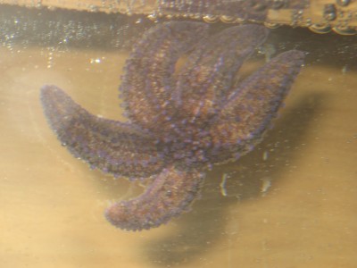 Pulsar para ver a imaxen orixinal