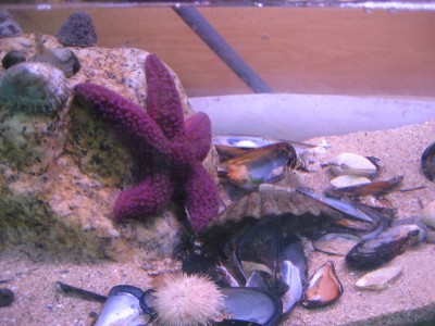 Pulsar para ver a imaxen orixinal