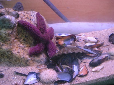 Pulsar para ver a imaxen orixinal