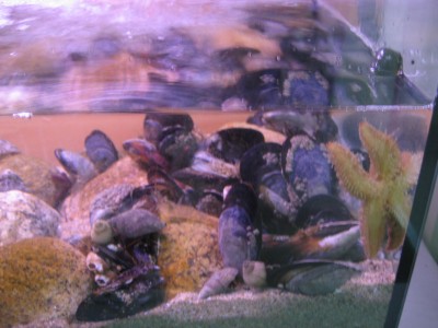 Pulsar para ver a imaxen orixinal