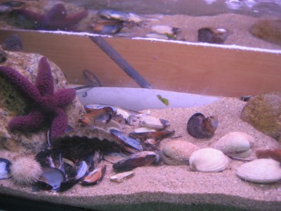 Pulsar para ver a imaxen orixinal