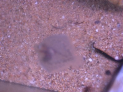 Pulsar para ver a imaxen orixinal