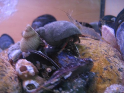 Pulsar para ver a imaxen orixinal