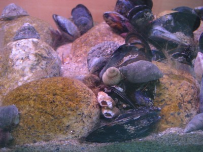 Pulsar para ver a imaxen orixinal