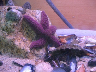 Pulsar para ver a imaxen orixinal