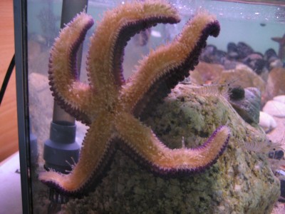 Pulsar para ver a imaxen orixinal