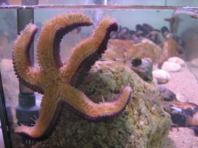 Pulsar para ver a imaxen orixinal