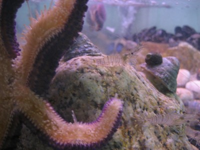 Pulsar para ver a imaxen orixinal