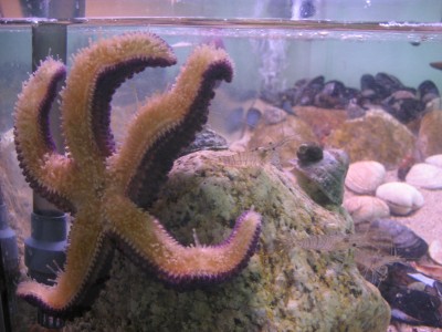 Pulsar para ver a imaxen orixinal