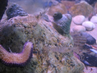 Pulsar para ver a imaxen orixinal