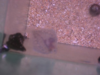 Pulsar para ver a imaxen orixinal