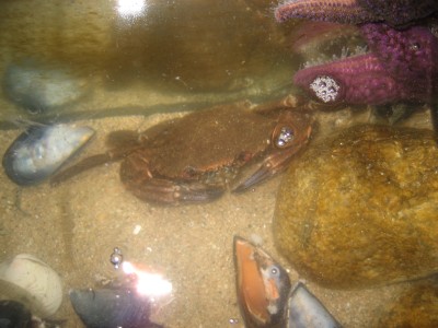 Pulsar para ver a imaxen orixinal