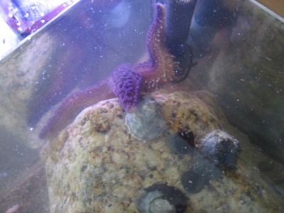 Pulsar para ver a imaxen orixinal