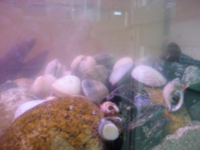 Pulsar para ver a imaxen orixinal