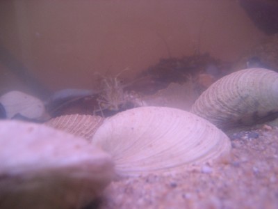 Pulsar para ver a imaxen orixinal