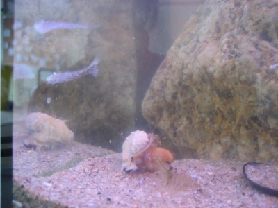 Pulsar para ver a imaxen orixinal