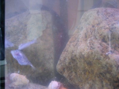 Pulsar para ver a imaxen orixinal