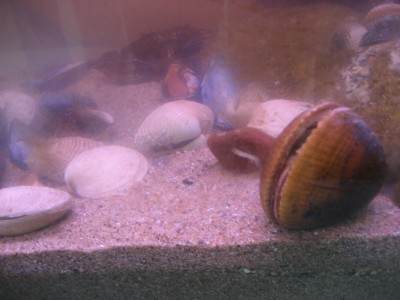 Pulsar para ver a imaxen orixinal