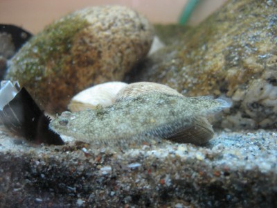 Pulsar para ver a imaxen orixinal