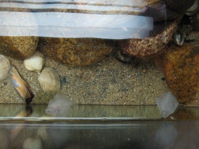 Pulsar para ver a imaxen orixinal