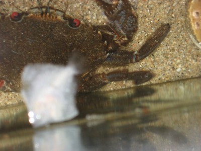 Pulsar para ver a imaxen orixinal