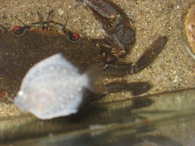 Pulsar para ver a imaxen orixinal
