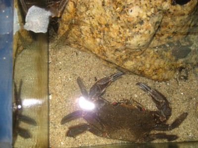 Pulsar para ver a imaxen orixinal