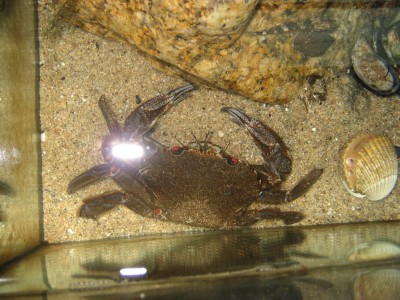 Pulsar para ver a imaxen orixinal