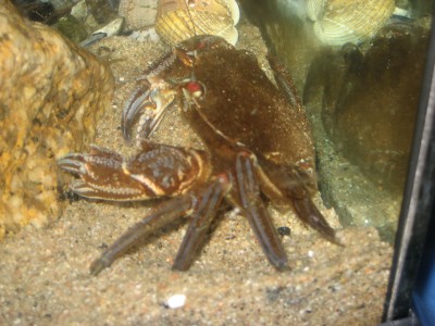 Pulsar para ver a imaxen orixinal