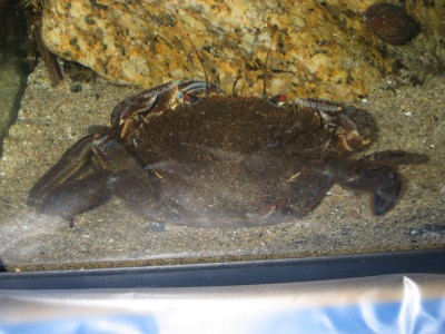 Pulsar para ver a imaxen orixinal