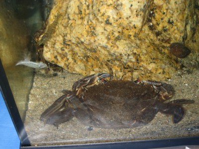 Pulsar para ver a imaxen orixinal