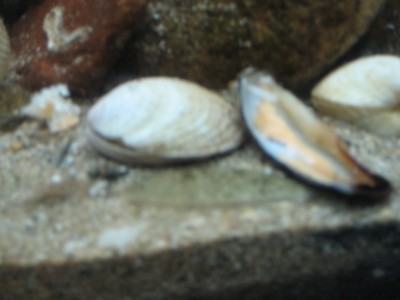 Pulsar para ver a imaxen orixinal