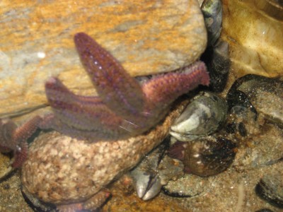 Pulsar para ver a imaxen orixinal