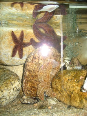 Pulsar para ver a imaxen orixinal