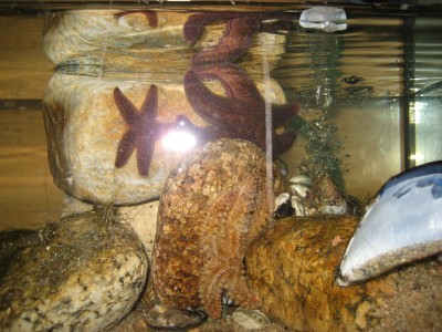 Pulsar para ver a imaxen orixinal