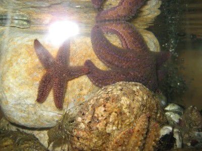 Pulsar para ver a imaxen orixinal