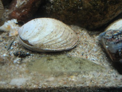 Pulsar para ver a imaxen orixinal