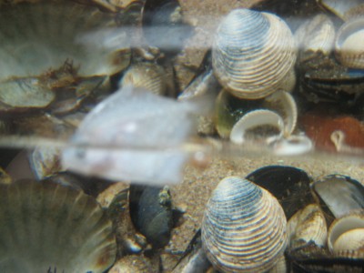 Pulsar para ver a imaxen orixinal