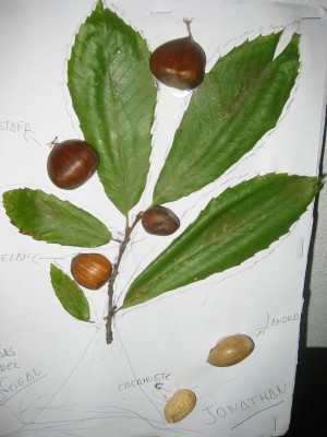 Pulsar para ver a imaxen orixinal