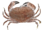 El cangrejo tiene una estra&ntilde;a manera de caminar, anda hacia atr&aacute;s