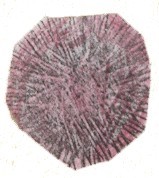 El erizo de mar est&aacute; cubierto por p&uacute;as