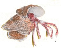 El cangrejo ermita&ntilde;o vive en una concha vac&iacute;a que ha encontrado