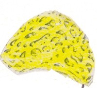 La esponja es un extra&ntilde;o animal que parece una planta