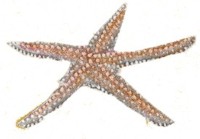 La estrella de mar tiene cinco puntas