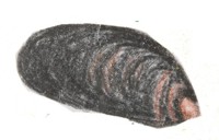 El mejill&oacute;n vive s&oacute;lidamente pegado aferrado a una roca