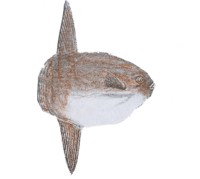 El pez luna tiene una forma casi redonda.