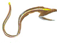 El sacofarinx tiene una mand&iacute;bula enorme que recuerda a un saco.