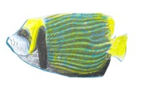 El pez &aacute;ngel tiene rayas de colores.